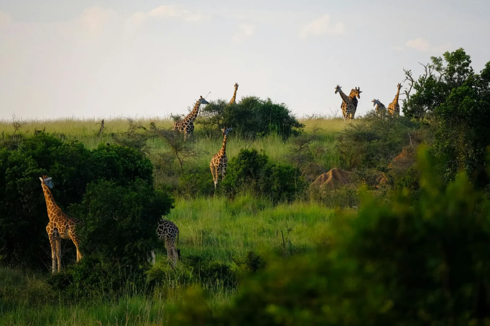 Giraffes among acacia trees on the savannah