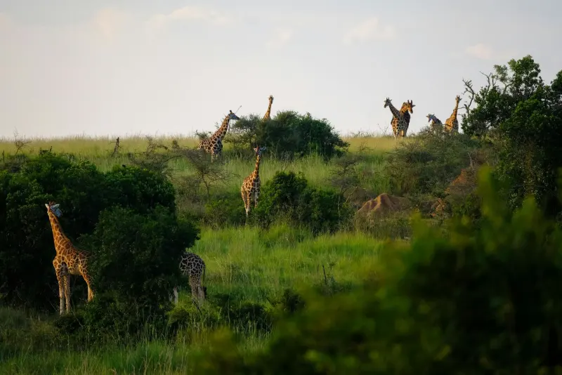 Giraffes among acacia trees on the savannah
