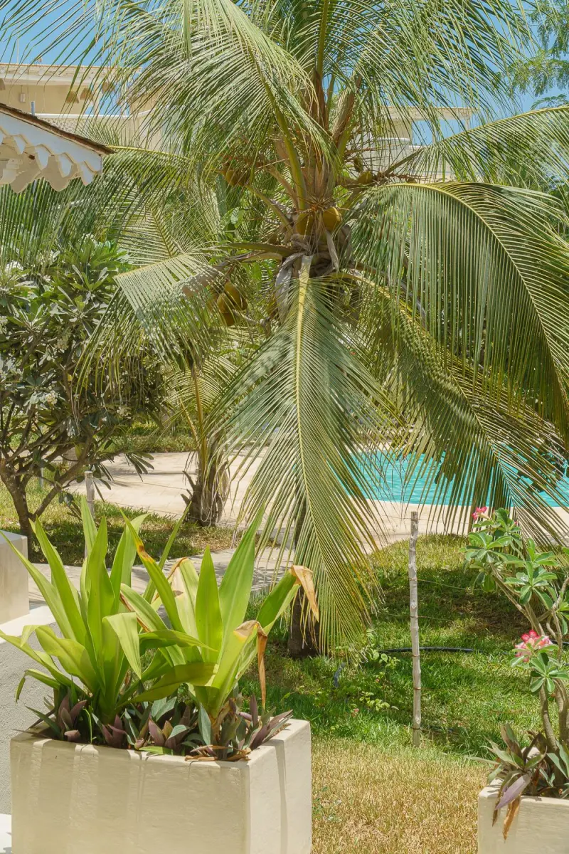 The pool under the palms